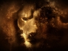 lion_hd_wallpaper